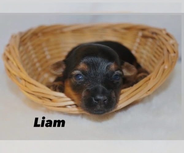 Medium Photo #2 Yorkshire Terrier Puppy For Sale in HILLSBORO, TX, USA