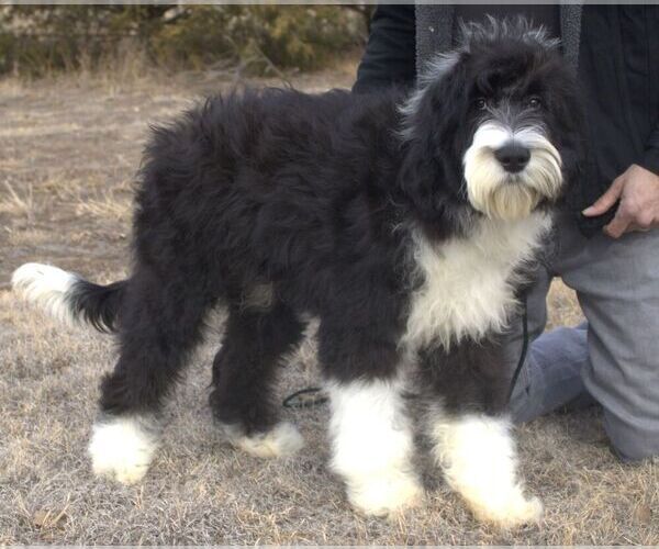 Medium Photo #4 Sheepadoodle Puppy For Sale in HUTCHINSON, KS, USA