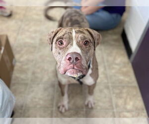 Medium American Staffordshire Terrier Mix