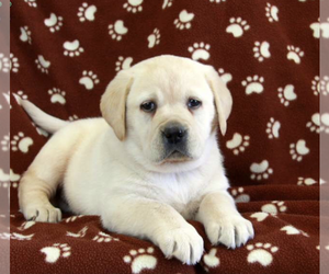 Labrador Retriever Puppy for sale in GAP, PA, USA
