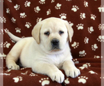 Small Labrador Retriever