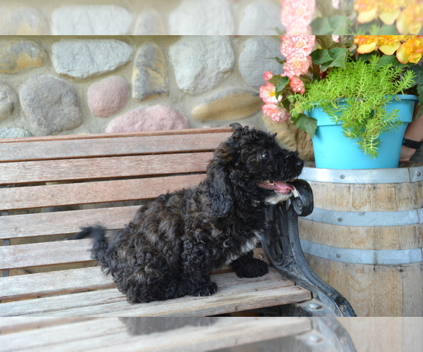 Medium Photo #3 Bernedoodle-Poodle (Miniature) Mix Puppy For Sale in GREENWOOD, WI, USA