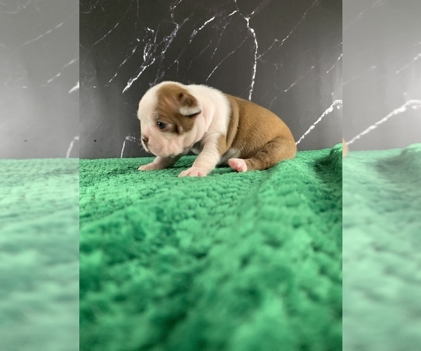 Medium Photo #29 Boston Terrier Puppy For Sale in TULARE, CA, USA