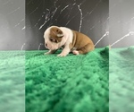 Small Photo #29 Boston Terrier Puppy For Sale in TULARE, CA, USA