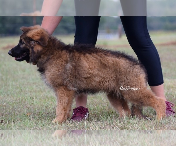 Medium Photo #4 German Shepherd Dog Puppy For Sale in MORRILTON, AR, USA