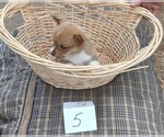 Small Photo #6 Pembroke Welsh Corgi Puppy For Sale in MANTON, MI, USA