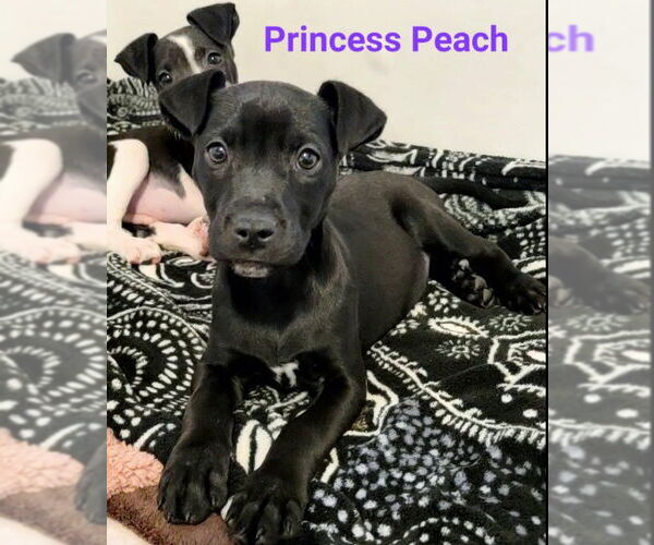 Medium Photo #1 Mutt Puppy For Sale in Des Moines, IA, USA