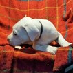 Small #285 Dogo Argentino