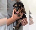 Small Photo #50 Miniature Bernedoodle Puppy For Sale in AUBURNDALE, FL, USA