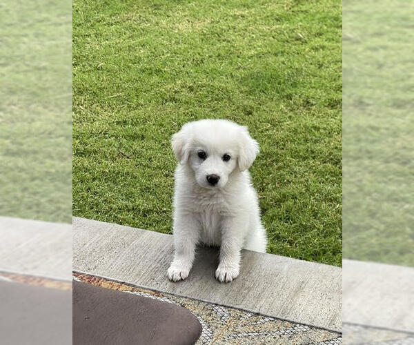Medium Photo #12 Great Pyrenees Puppy For Sale in Spring, TX, USA