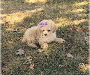Poodle (Toy) Puppy for sale in BARNESVILLE, KS, USA