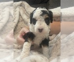 Puppy Oreo Bernedoodle (Miniature)