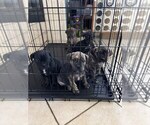 Small Photo #14 Bullmastiff Puppy For Sale in VICTORVILLE, CA, USA