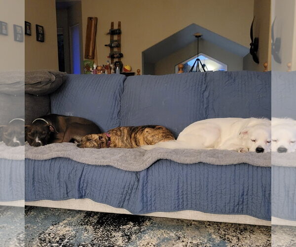 Medium Photo #5 Mutt Puppy For Sale in Fargo, ND, USA