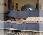Small Photo #5 Mutt Puppy For Sale in Fargo, ND, USA