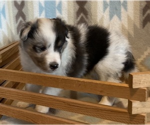 Shetland Sheepdog Puppy for sale in FORT MORGAN, CO, USA