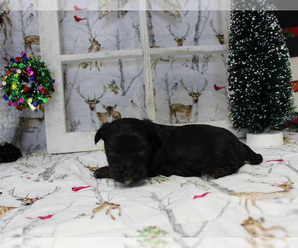 Medium Photo #6 YorkiePoo Puppy For Sale in CHANUTE, KS, USA