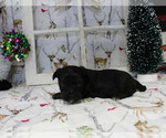 Small Photo #6 YorkiePoo Puppy For Sale in CHANUTE, KS, USA