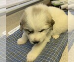 Small Photo #10 Great Pyrenees Puppy For Sale in MOUNT AIRY, NC, USA