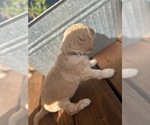 Puppy Black Collar Goldendoodle-Poodle (Standard) Mix