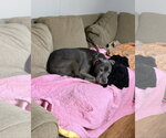 Small Photo #2 American Pit Bull Terrier-Labrador Retriever Mix Puppy For Sale in Ball Ground, GA, USA