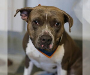 American Staffordshire Terrier-Unknown Mix Dogs for adoption in San Antonio, TX, USA