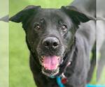 Small #6 Labrador Retriever Mix