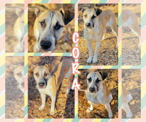 Anatolian Shepherd-Carolina Dog Mix Dogs for adoption in Social Circle, GA, USA