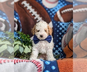 Poodle (Toy) Puppy for sale in LINCOLN UNIVERSITY, PA, USA