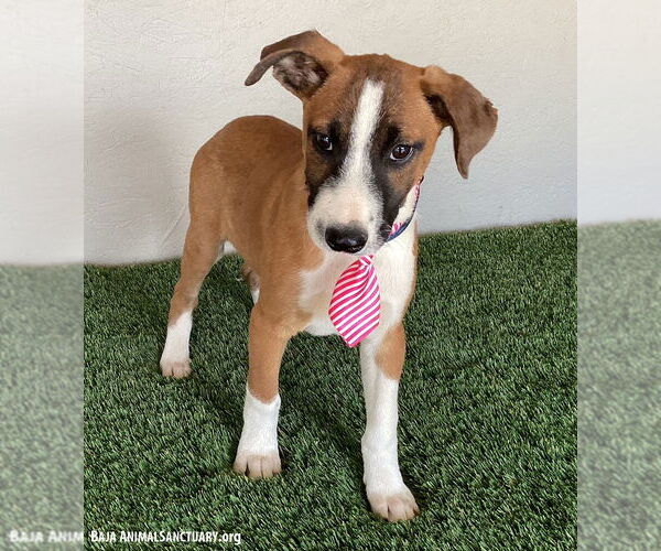 Medium Photo #2 Bull Terrier-Unknown Mix Puppy For Sale in San Diego, CA, USA