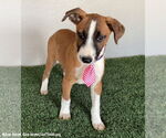 Small #1 Bull Terrier Mix
