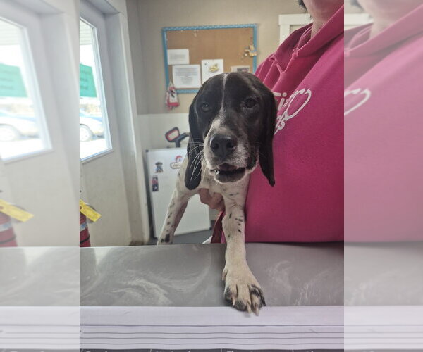 Medium Photo #1 Beagle-Unknown Mix Puppy For Sale in Linton, IN, USA