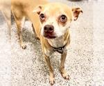 Small #2 Chihuahua