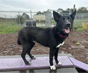 German Shepherd Dog-Unknown Mix Dogs for adoption in McKinleyville, CA, USA