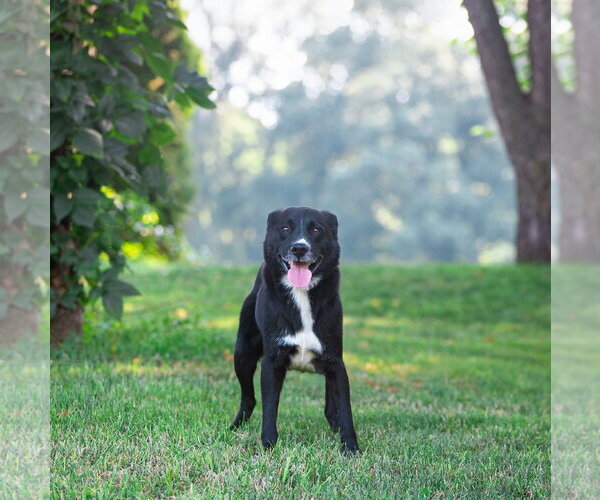 Medium Photo #2 Labrador Retriever-Unknown Mix Puppy For Sale in Unionville, PA, USA
