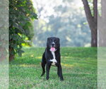 Small #1 Labrador Retriever Mix