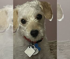 Bichon Frise-Unknown Mix Dogs for adoption in Minneapolis, MN, USA