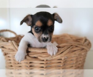 Chorkie Puppy for sale in SOUTH BEND, IN, USA