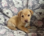 Small Photo #3 Labrador Retriever Puppy For Sale in PENROSE, CO, USA