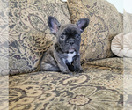 Puppy 2 French Bulldog