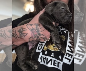 Cane Corso Puppy for sale in ANDERSON, IN, USA