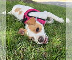 Small #4 Jack Russell Terrier Mix