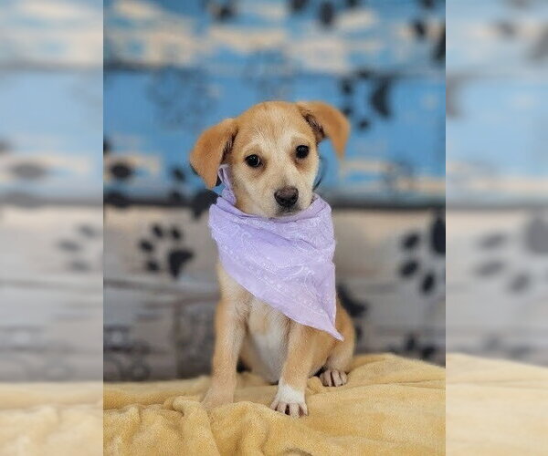 Medium Photo #5 Golden Labrador Puppy For Sale in Mt. Laurel, NJ, USA