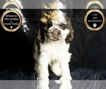 Puppy Applejack AKC Cocker Spaniel