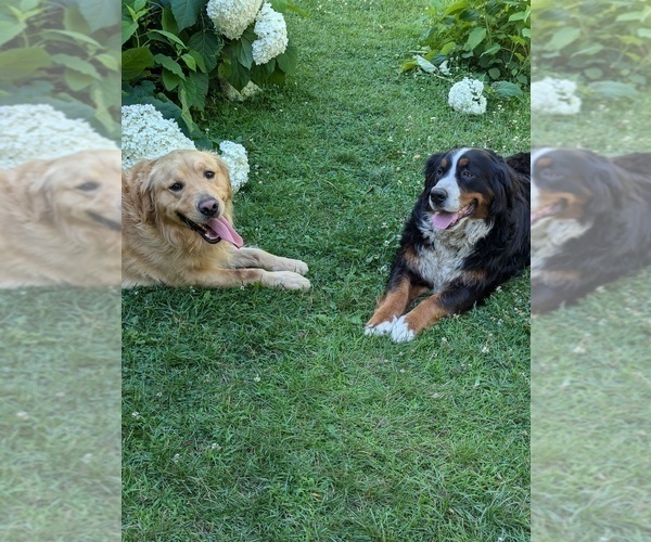 Medium Photo #1 Golden Mountain Dog Puppy For Sale in PLYMOUTH, ME, USA