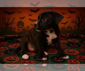 Rat Terrier-Unknown Mix Dogs for adoption in Tulsa, OK, USA