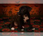 Small Rat Terrier Mix
