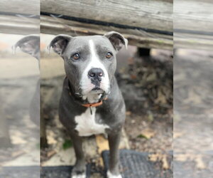Princess - Female Mutt Dog for Adoption - Photo #15