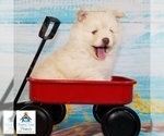 Small Photo #37 Pomeranian-Pomsky Mix Puppy For Sale in RAMSEY, MN, USA
