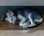 Small #9 Poodle (Miniature) Mix
